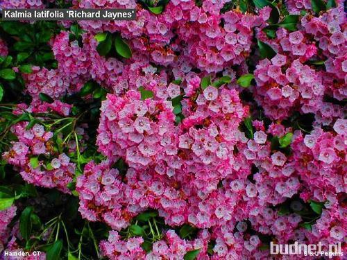 Kalmia latifolia